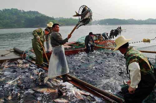 该水库养殖的淡水活鱼营养丰富,含蛋白质高,产品远销上海,江